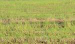 Xô xát vì tranh chấp ranh đất, nhiều người bị thương