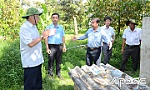 Mầm xanh mới trên vùng chuyên canh cây ăn trái