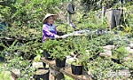 Khi đoàn viên, thanh niên khởi nghiệp từ nông nghiệp