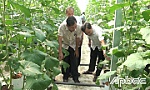 Châu Thành: Hội thảo về hiệu quả và tiềm năng của mô hình canh tác dưa lưới