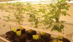 Việt Nam làm chủ công nghệ chỉnh sửa gene trên đậu tương
