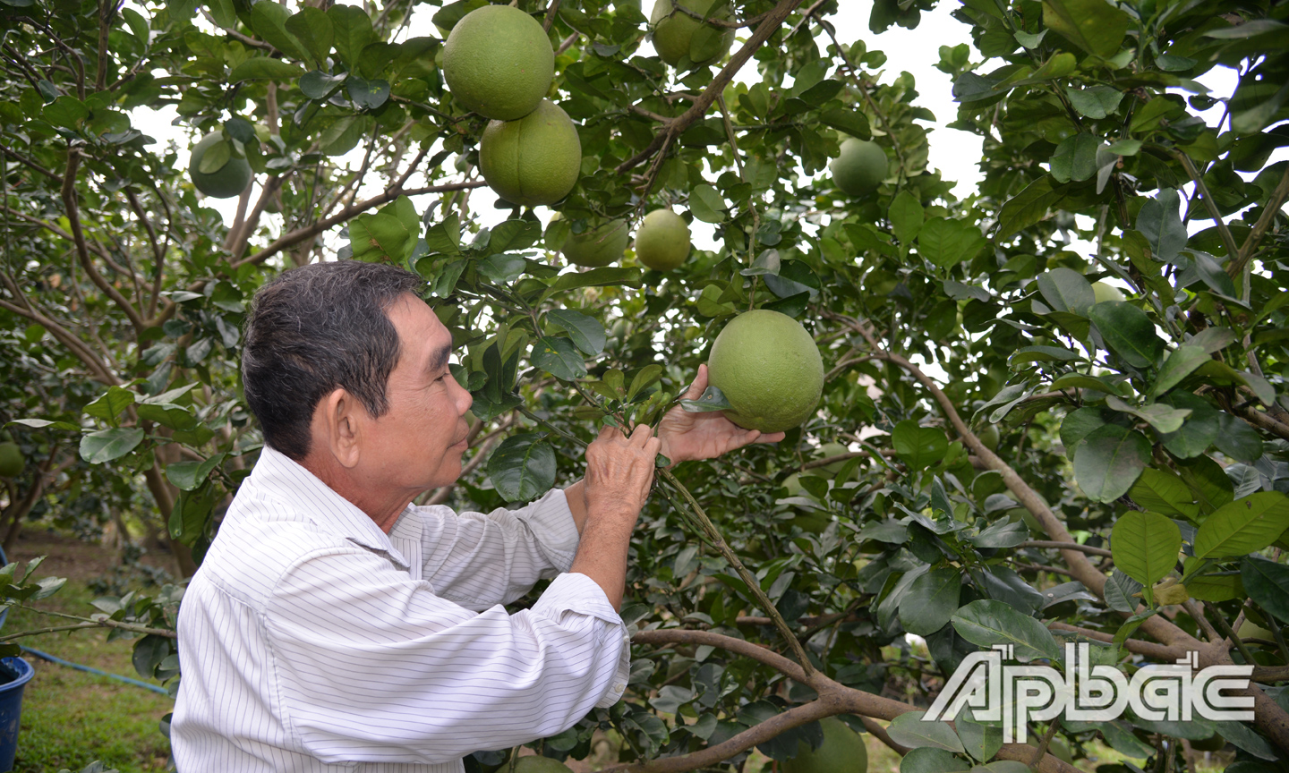 Bưởi da xanh có giá rất thấp trong nhiều tháng qua.