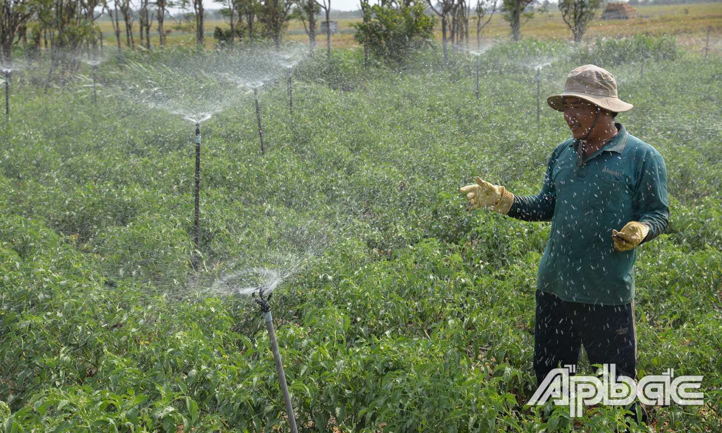 Nước ngọt vẫn đủ cho người dân xã Kiểng Phước, huyện Gò Công Đông tưới hoa màu. Ảnh: THÁI THIỆN