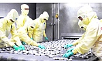 ĐBSCL: Xuất khẩu tôm vào thị trường châu Âu tăng mạnh