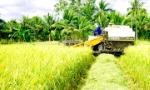 Nâng tầm gạo miền Tây