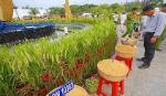Năm nay, Festival lúa gạo sẽ diễn ra ở tỉnh Vĩnh Long vào tháng 5