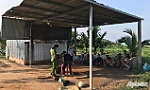 Bắt 11 đối tượng che nhà tiền chế giữa đồng để đánh bạc