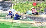 TX. Cai Lậy: Đa dạng hình thức giúp phụ nữ vượt khó, phát triển kinh tế