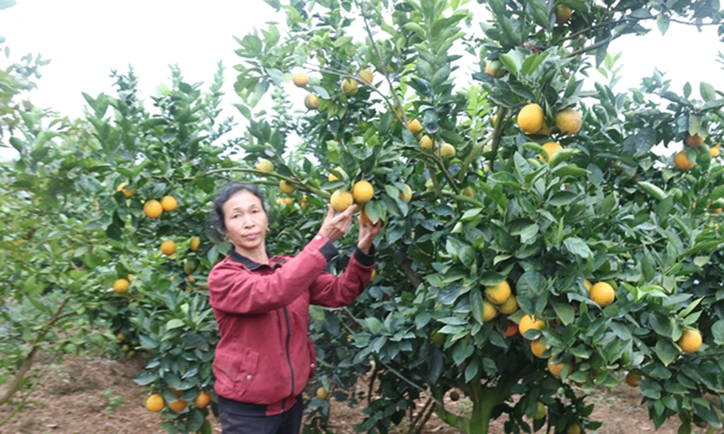 Cần trăn trở với những suy nghĩ của nông dân để đổi mới trong tư duy sản xuất và làm kinh tế nông nghiệp, nông thôn (Ảnh minh họa: HM)