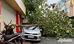 TP. Mỹ Tho: Mưa giông làm cây xanh đổ ngã