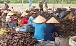 Sản xuất, tiêu thụ nông sản: Vẫn loay hoay bài toán thị trường