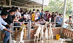 Tiền Giang: Phát triển du lịch nông nghiệp - Tại sao không?