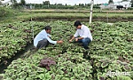 Từng bước khẳng định thương hiệu rau an toàn