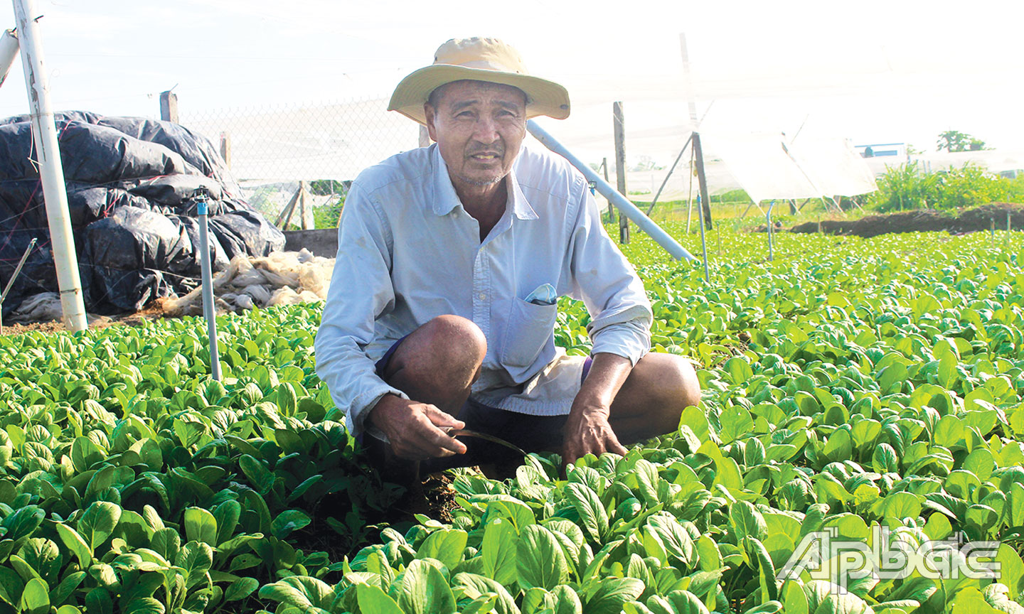 Ông Phong thu nhập khá  từ trồng rau
