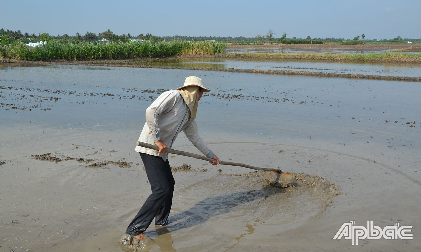 Ông Ba Ức cho biết năm nay sẽ chỉ sản xuất lúa 2 vụ.