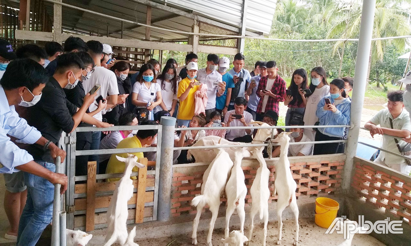  Khách đến tham quan trải nghiệm tại Nông trại Dê sữa Đông Nghi (xã Tam Hiệp,  huyện Châu Thành) trong năm 2020.