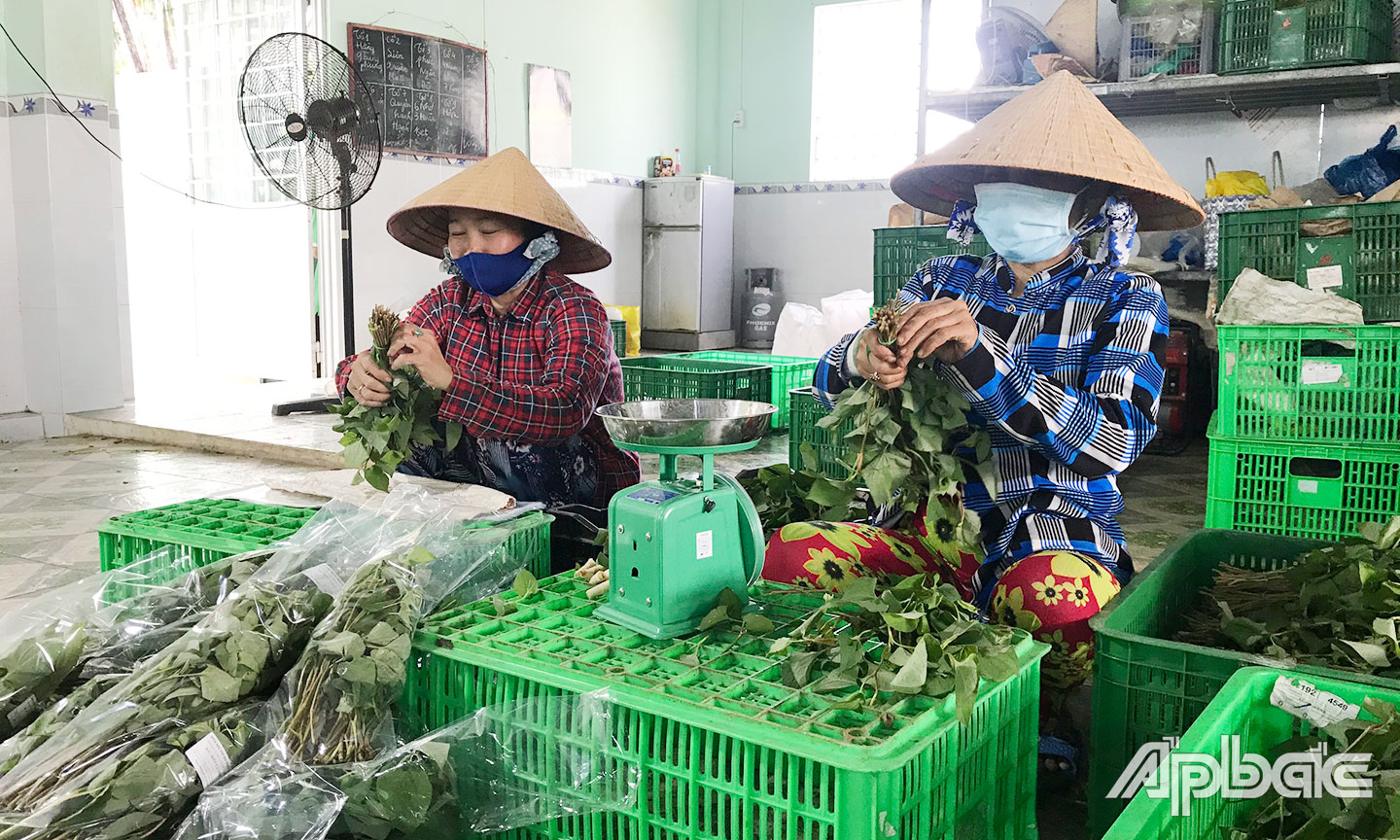 Sơ chế rau tại HTX Nông nghiệp - Thương mại - Dịch vụ Phú Quới.