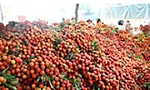 Dành thế chủ động cho nông sản