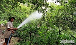 Khá lên nhờ trồng cây ăn trái