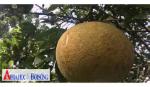 Dung dịch diệt nấm độc hại trên cây bưởi