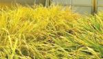 Lúa biến đổi gene phòng dịch tả