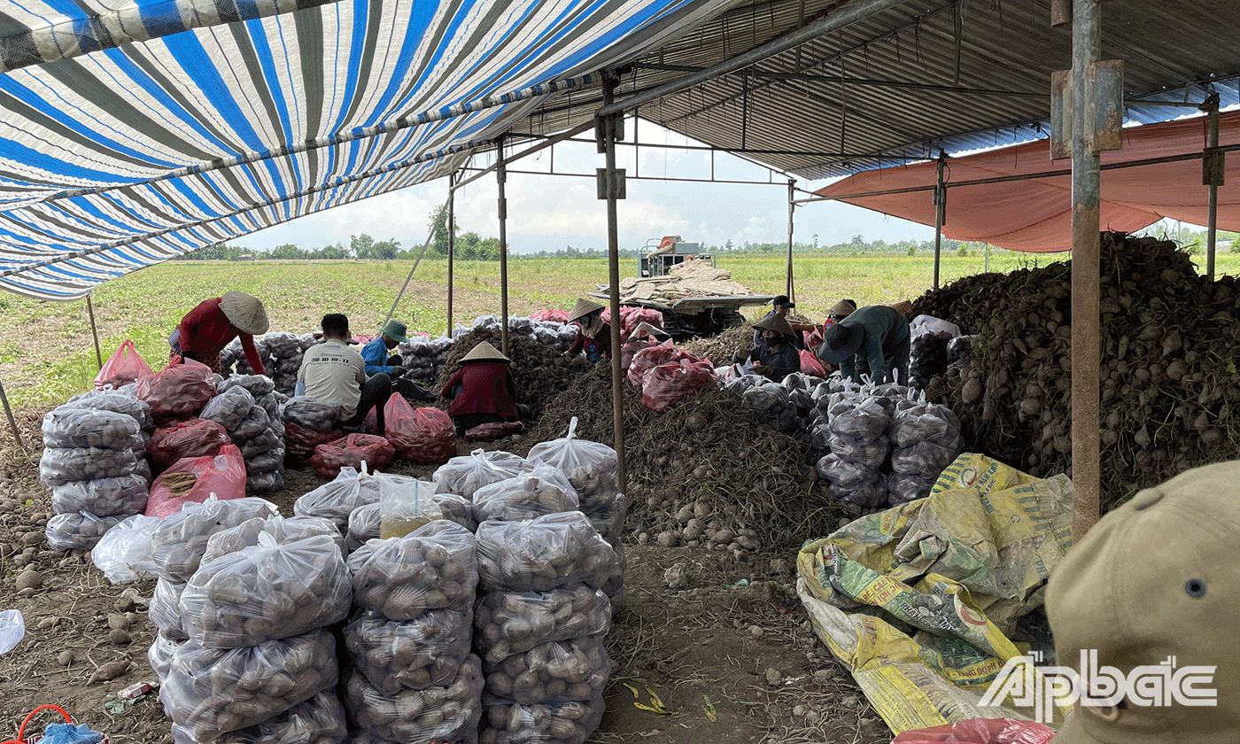 Nông dân tại vườn đang chuẩn bị, vận chuyển khoai lang tím giao cho các đơn vị, doanh nghiệp Tiền Giang hỗ trợ tiêu thu