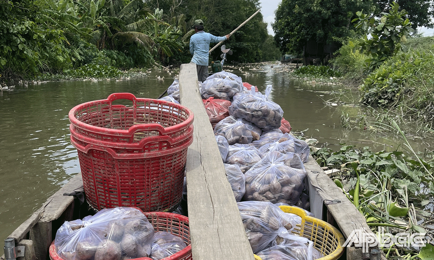 Nông dân vận chuyển khoai lang từ vườn ra đường lớn bằng ghe, để giao cho khách