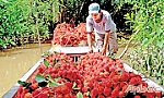 Cù lao Tân Phong - vùng đất của những đặc sản