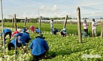Tuổi trẻ Gò Công Đông: Chung tay phòng, chống dịch Covid-19