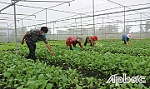 Hợp tác xã Rau an toàn Tân Đông: Chất lượng tạo nên thương hiệu