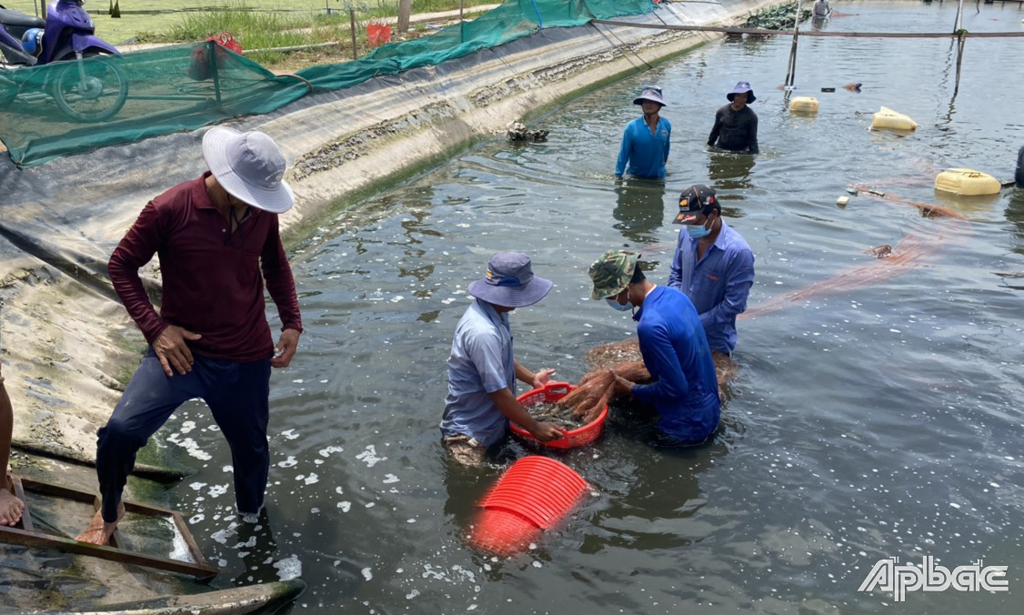 Thu hoạch tôm thẻ chân trắng công nghệ cao tại trang trại của Công ty TNHH Nuôi trồng thủy sản Tuấn Hiền.