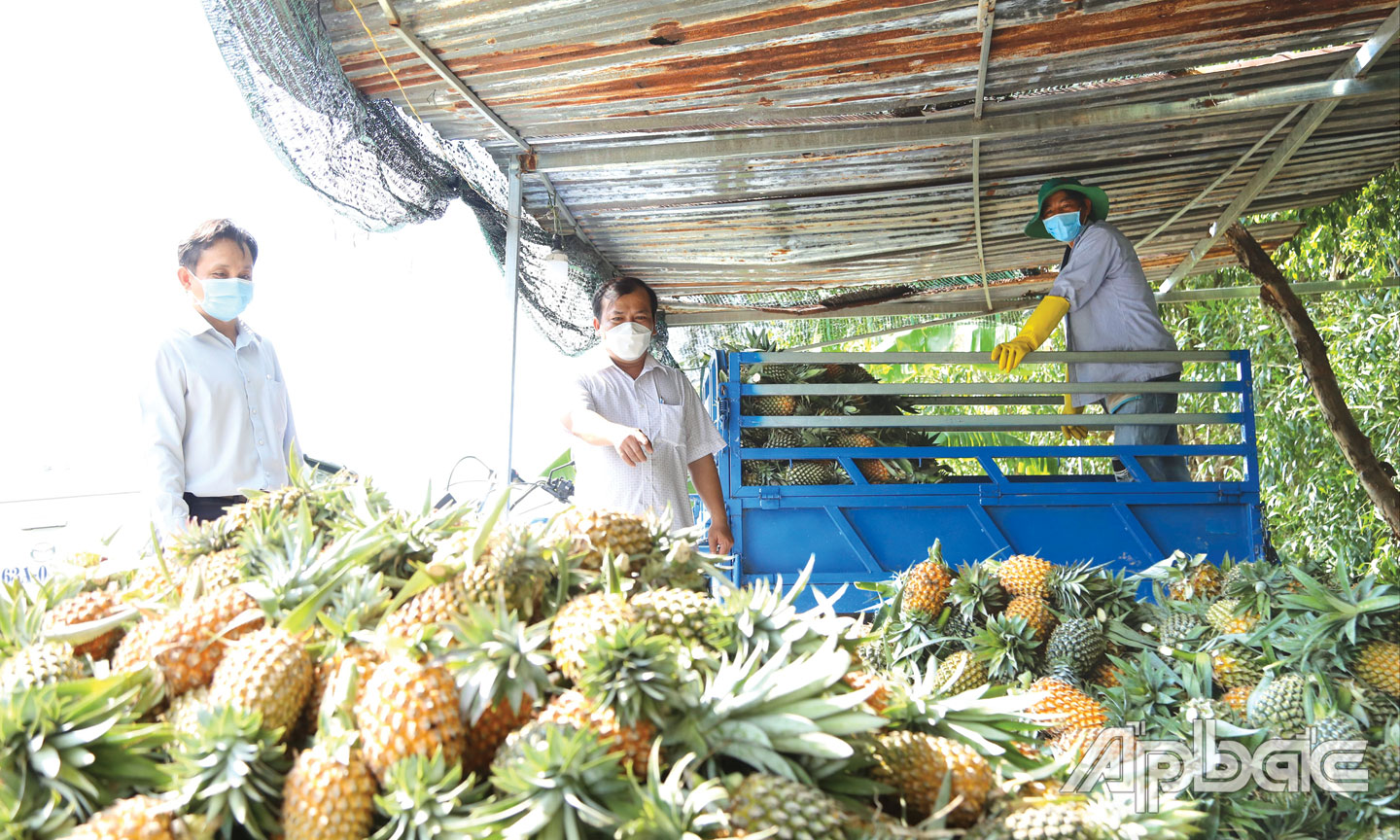 Lãnh đạo Sở Nông nghiệp và Phát triển nông thôn kiểm tra tình hình tiêu thụ khóm trên địa bàn huyện Tân Phước vào chiều 14-7.