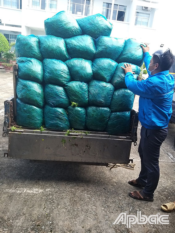 Các bịt rau được chất lên xe vận chuyển đến điểm phân phối hàng