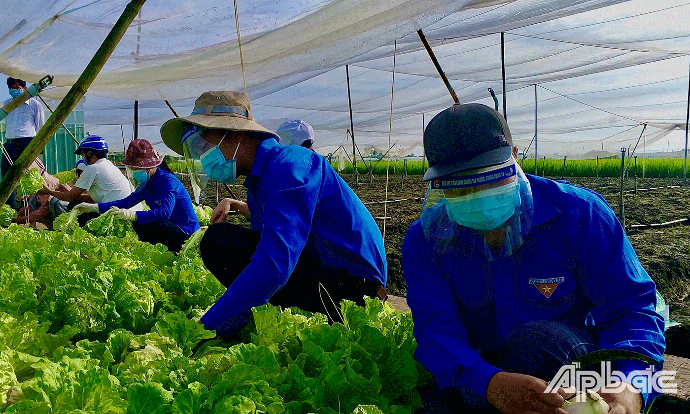 Đoàn viên, thanh niên, tình nguyện viên hỗ trợ thu hoạch rau củ.