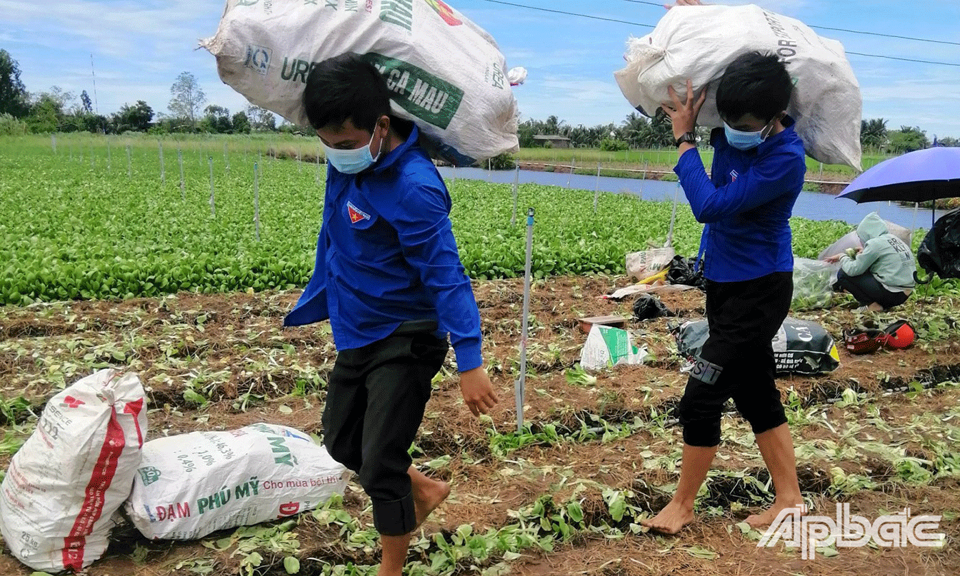 Vận chuyển đến rau củ đến điểm tập kết