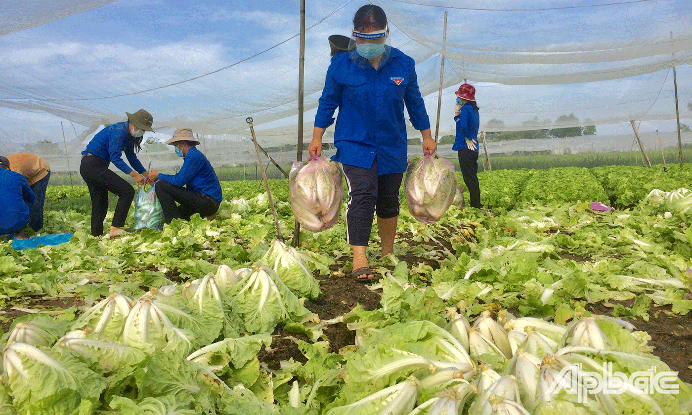 Đoàn viên, thanh niên, tình nguyện viên hỗ trợ thu hoạch rau củ.