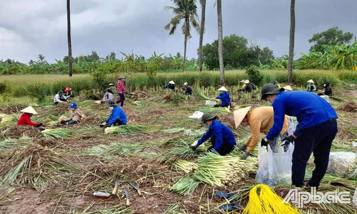 Thu hoạch xả hỗ trợ điểm cách ly tại thành phố Hồ Chí Minh