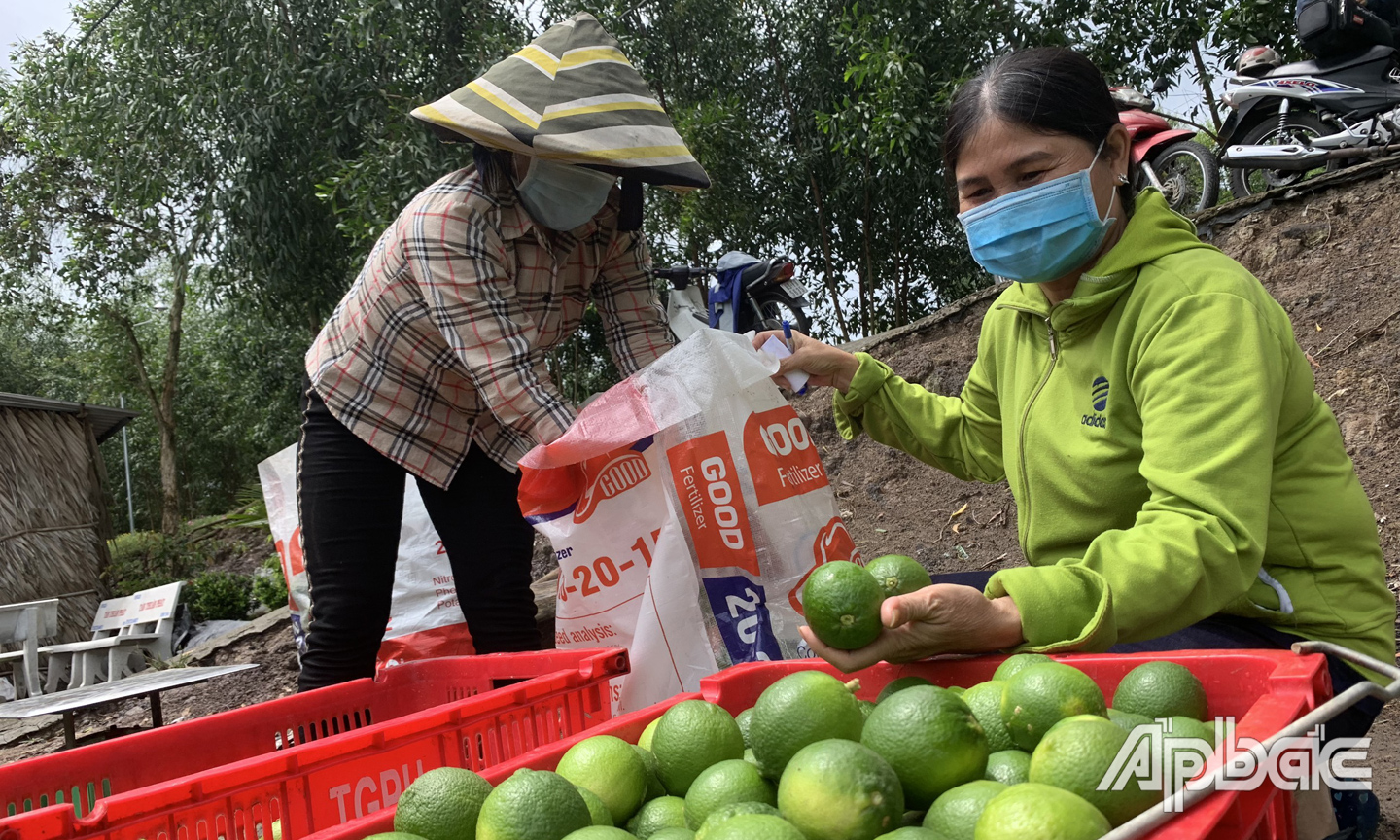 Tiêu thụ chanh trên địa bàn xã Thạnh Tân, huyện Tân Phước, tỉnh Tiền Giang.