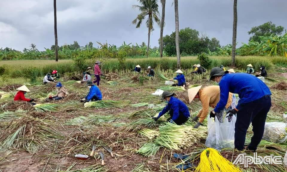 ĐVTN huyện Tân Phú Đông thu hoạch sả để hỗ trợ người dân vùng phong tỏa trên địa bàn tỉnh và Tp. Hồ Chí Minh.