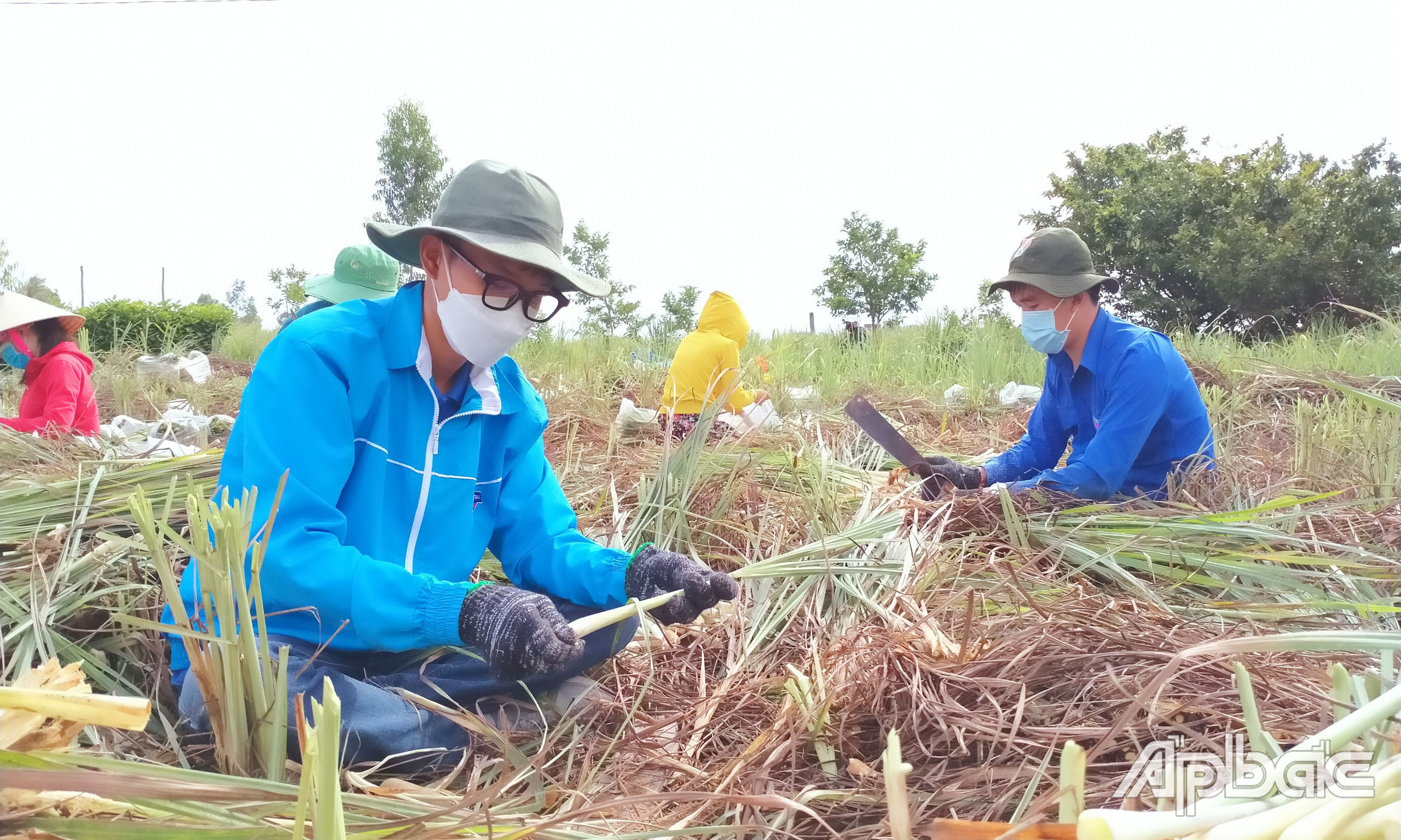 “Sả bà con ở huyện liên hệ cho nhiều lắm, nhưng phương tiện vận chuyển đi đến các khu phong tỏa thì hơi khó. Do đó, nếu Huyện đoàn vận động được xe thì sẽ tiếp tục đẩy mạnh việc thu hoạch sả để hỗ trợ người dân” - đồng chí Phan Thị Thảo Sương cho biết.