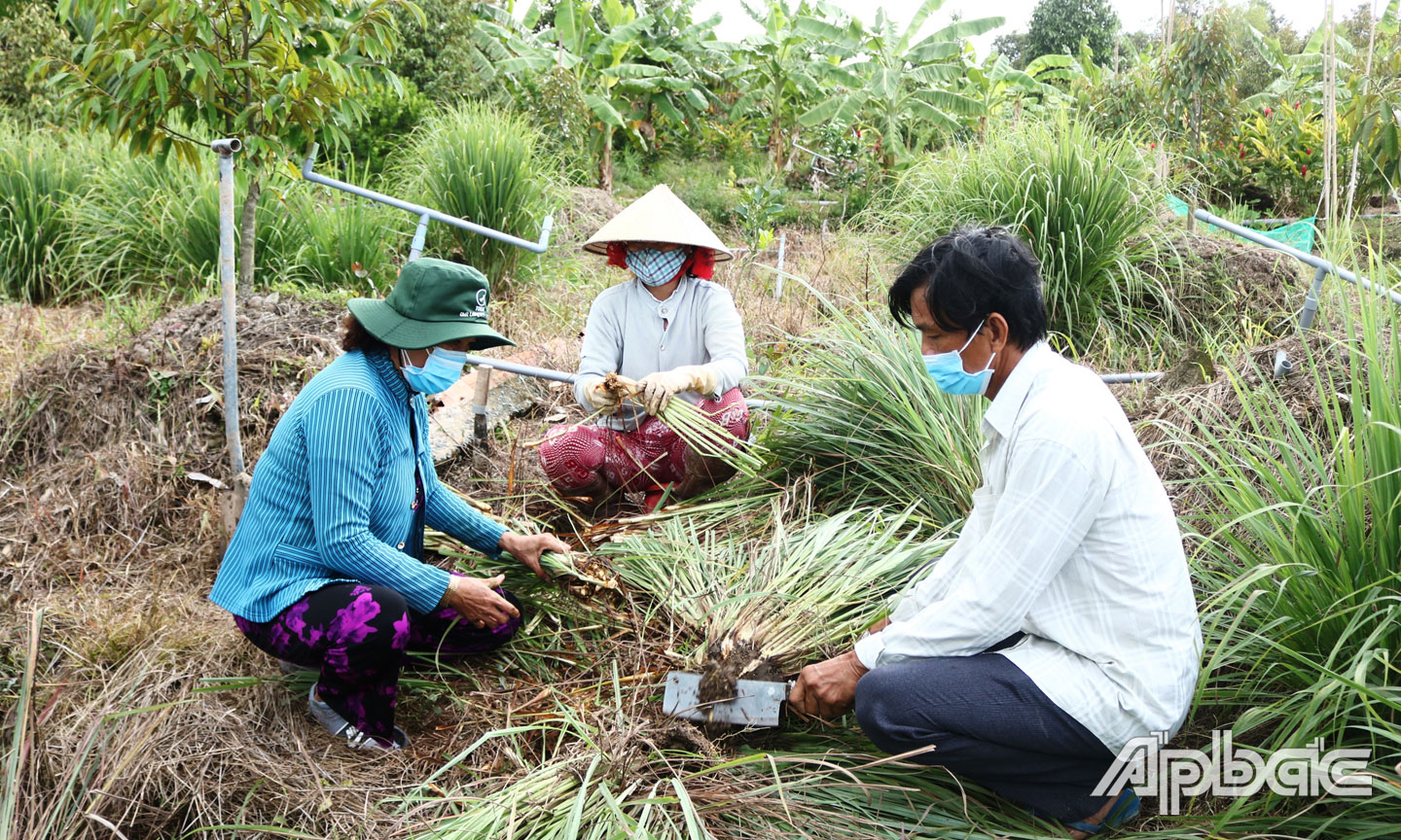 Gia đình bà Đoàn Thị Một (ấp Mỹ Thạnh B, xã Long Tiên) thu hoạch nông sản hỗ trợ người dân TP. Hồ Chí Minh.