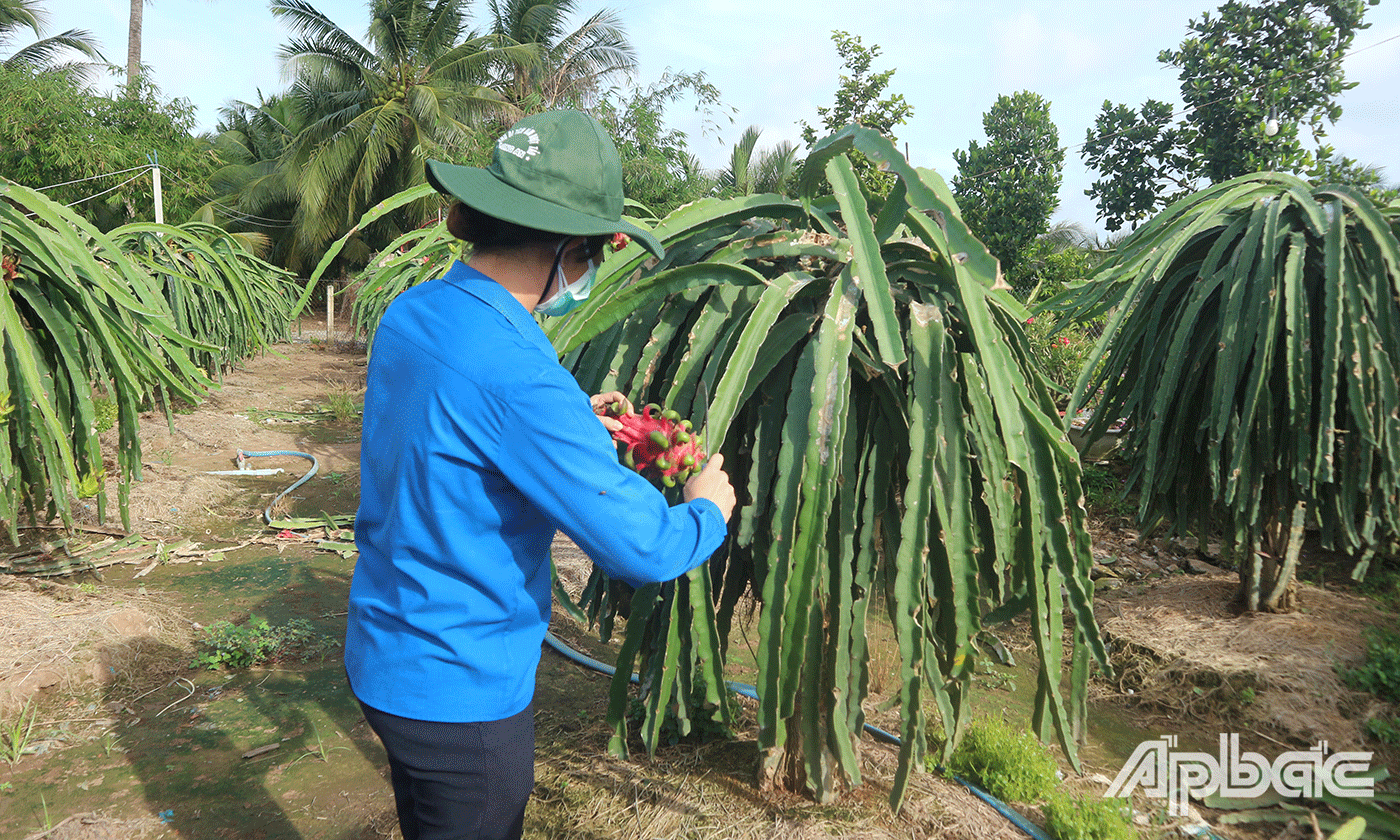Đoàn viên, thanh niên hăng hái thu hoạch thanh long