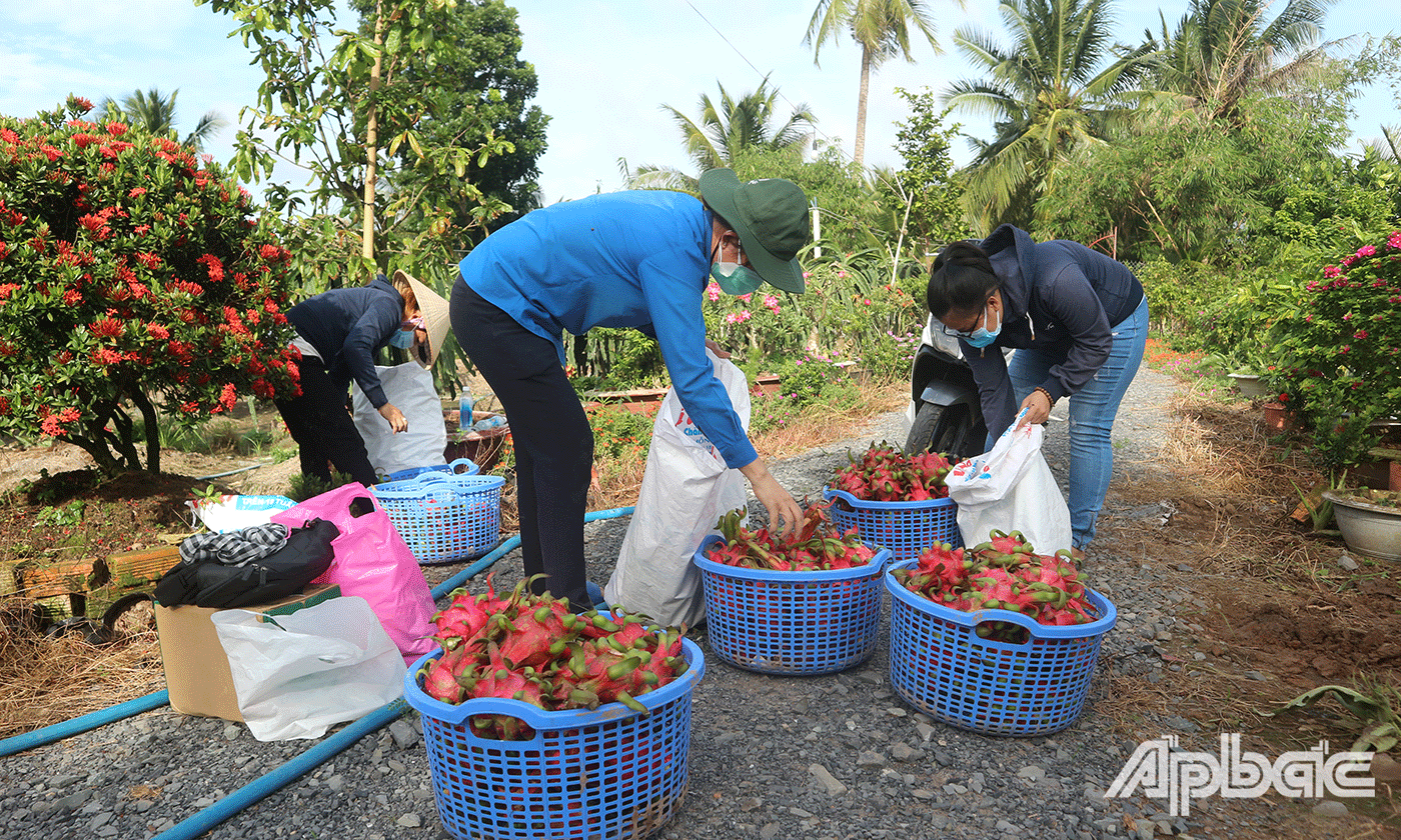 Người dân hỗ trợ được 3 tấn thanh long, để trao tặng các khu phong tỏa, bệnh viện dã chiến