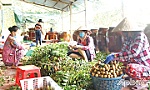 Nhiều loại trái cây giá thấp