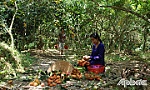 Thương hoài chiếc áo bà ba...!