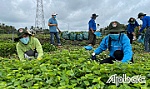 Giải bài toán sản xuất và tiêu thụ nông sản trong thời gian giãn cách xã hội