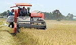 Tập trung thu hoạch lúa hè thu ở đồng bằng sông Cửu Long