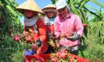 Mở rộng thị trường tiêu thụ thanh long