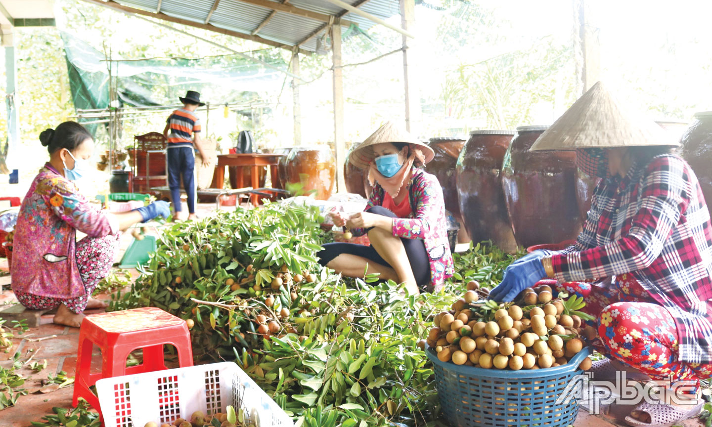 Giá nhãn xuồng hiện chạm đáy.