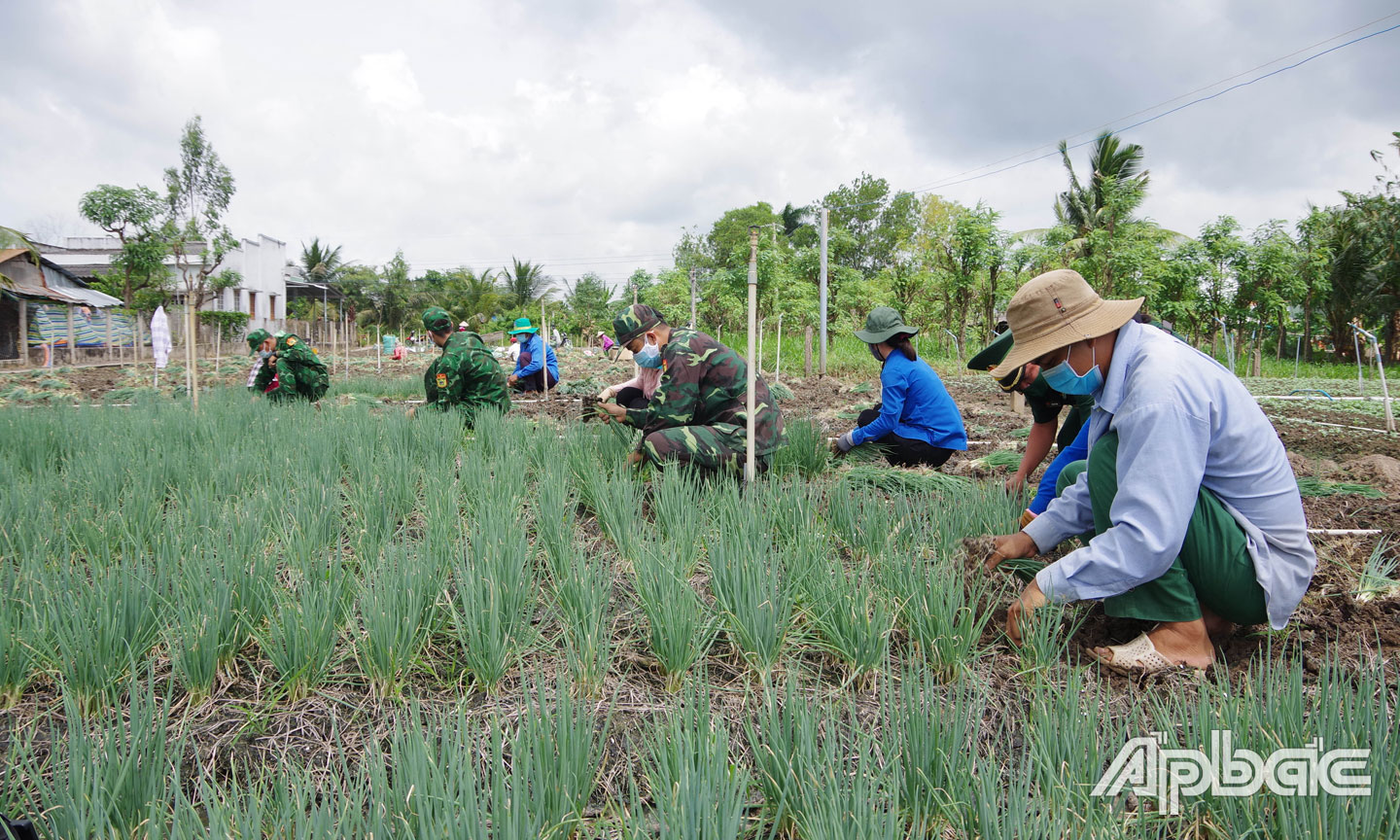 Lực lượng BĐBP tham gia thu hoạch rau màu cùng nông dân.
